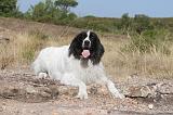 LANDSEER 076